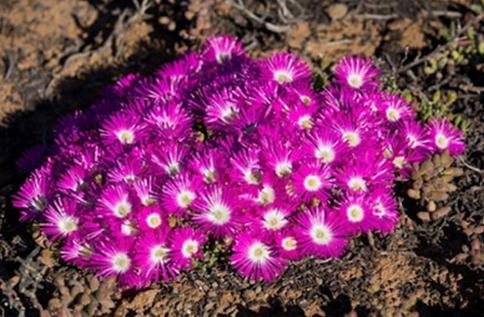 Meyerophytum meyeri：冰糕，番杏科碧光環(huán)屬。