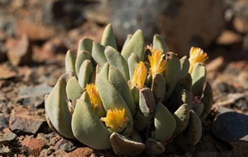 Pleiospilos compactus：緊湊鳳卵