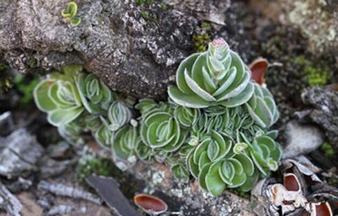 Crassula tomentosa var.interupta：月暈