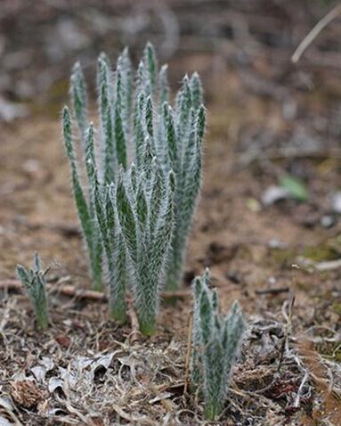 Gethyllis ciliaris：纖毛彈簧草