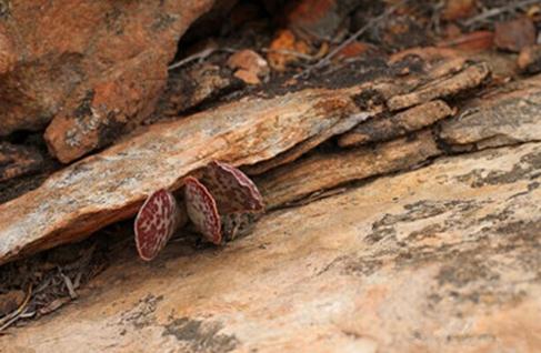 Adromischus maculatus：御所錦