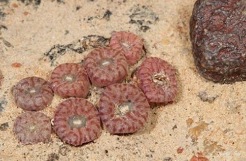 Conophytum swanepoelianum：肉錐花屬的好肉體