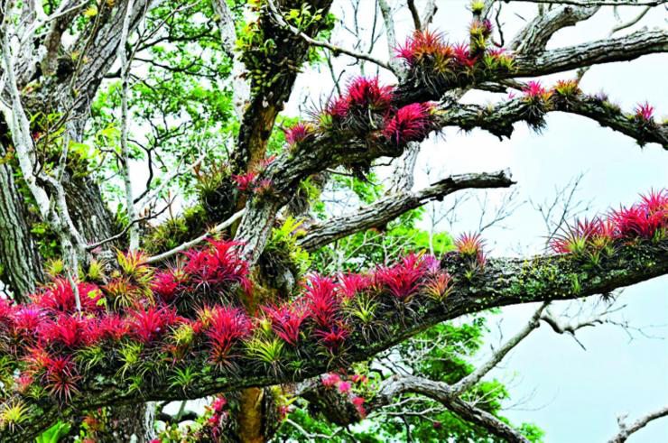 開(kāi)花的空氣鳳梨