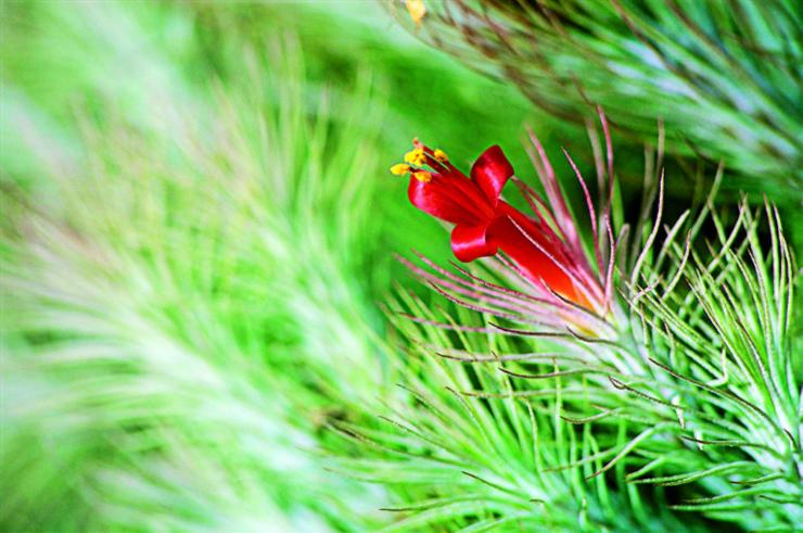 空氣鳳梨開(kāi)花后會(huì)死嗎