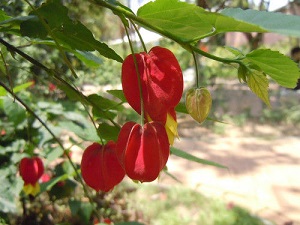 蔓性風(fēng)鈴花