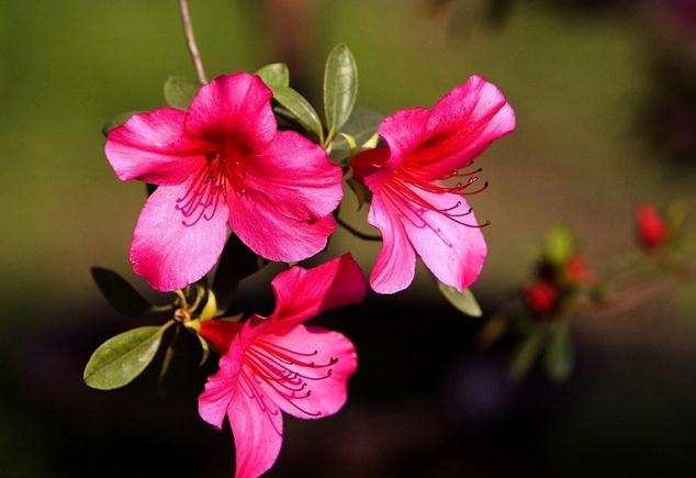 紅色杜鵑花