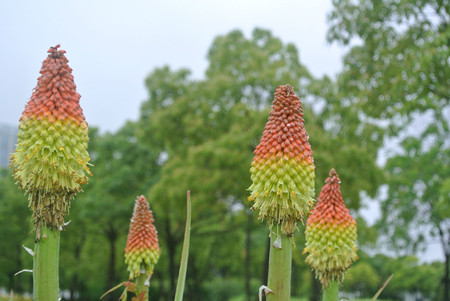 盛開(kāi)的火炬花