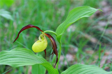 杓蘭植株