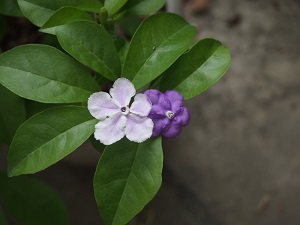 雙色茉莉