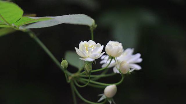 七里香怎么繁殖