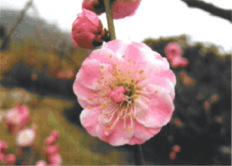 宮粉型梅花