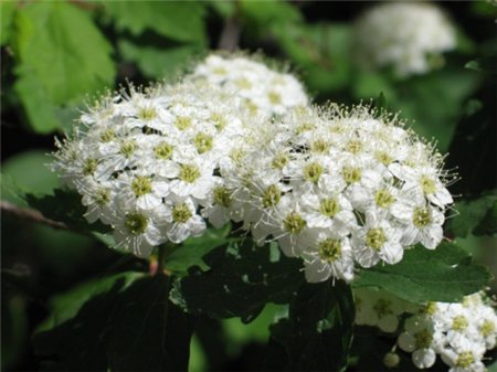 照山白花