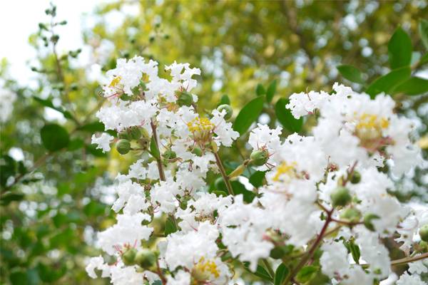 影響紫薇花開(kāi)花的因素有哪些