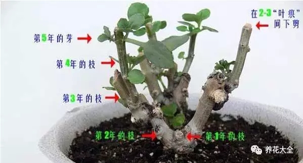 長(zhǎng)壽花