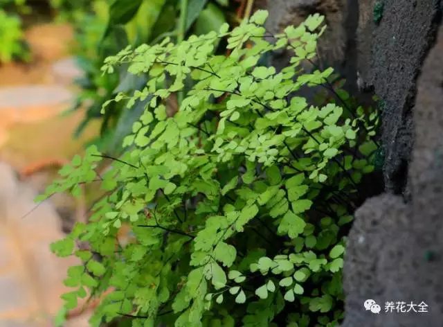 蕨類植物