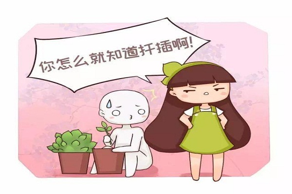 君子蘭吊蘭長小芽，直接摘下來就能活！