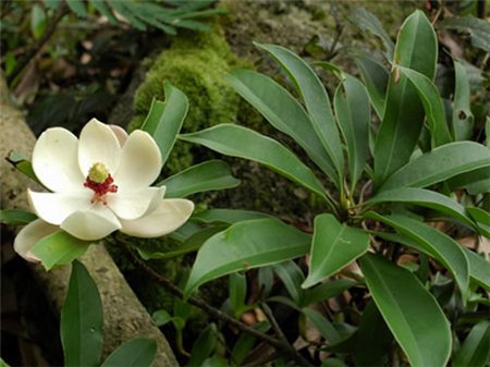 灰木蓮開(kāi)花