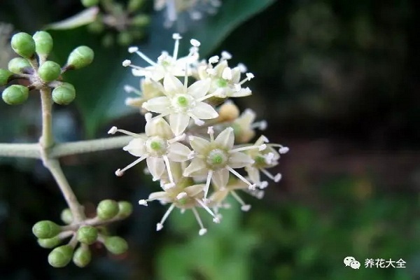 發(fā)財樹文竹…花開滿樹，果子壓彎枝，竟然這么容易！