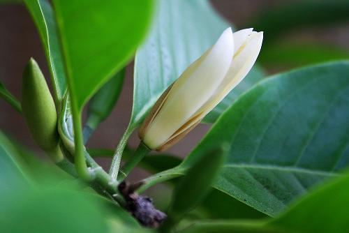 白蘭花葉子發(fā)黃解決辦法