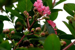 紫薇花葉子變黃的原因及防治