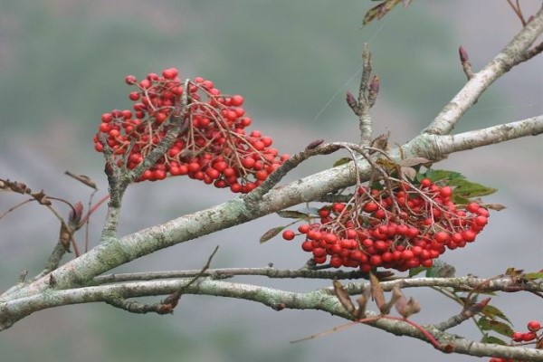 花楸怎么種植？