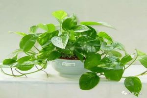 家里的花挪個(gè)位置，財(cái)富運(yùn)勢擋不?。?></a><p class=