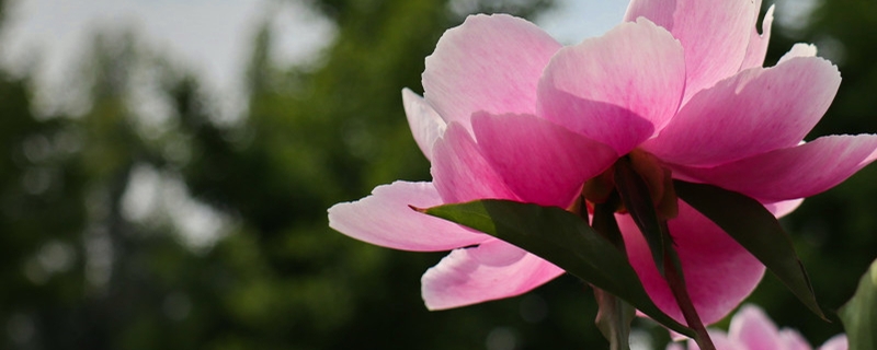 芍藥病蟲害的防治，芍藥需要驅(qū)蟲嗎