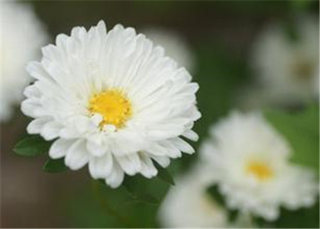 杭白菊的花朵