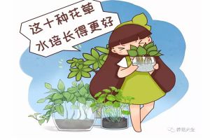 這10種花草水培長得更好，別傻到只會(huì)土養(yǎng)了！