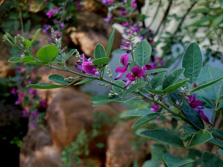 胡枝子開花