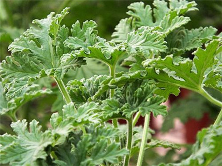 驅(qū)蚊草特寫