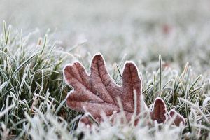 花卉凍傷怎么辦，這樣做枝葉受損也能成活！