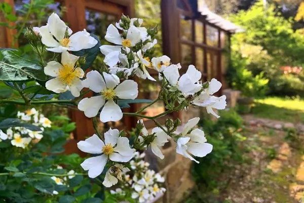 她隱居7000㎡深山，建起絕美花房，是人都想住進(jìn)去！