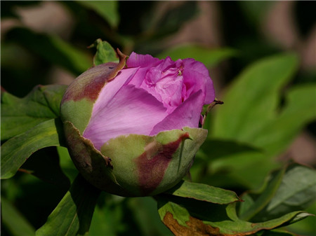 牡丹花常見病害三：菌核病