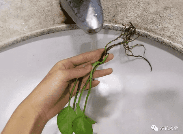 輕輕沖洗植物