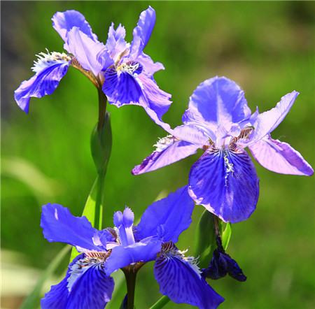 鳶尾白花病