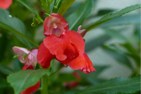 鳳仙花