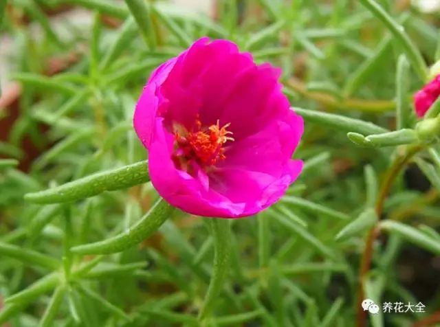 太陽花