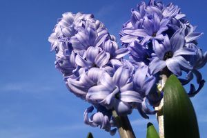 風信子花葉病癥狀及防治