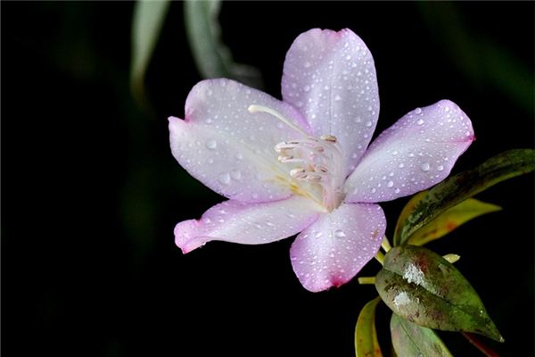 馬銀花的養(yǎng)護方法及注意事項