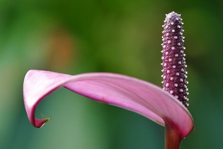 紅掌花