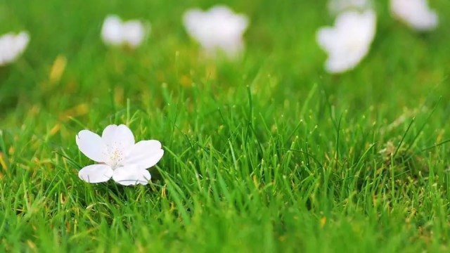 茉莉不開(kāi)花是什么原因