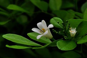 九里香為什么不開(kāi)花