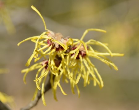 什么時候開花