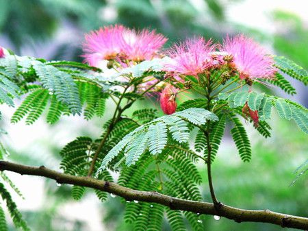 合歡樹開花