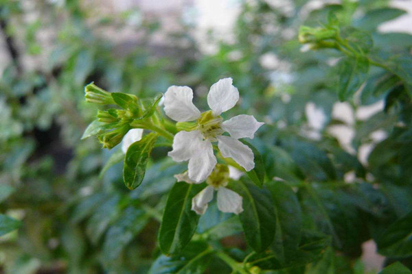 紫萼距花怎么老干葉子