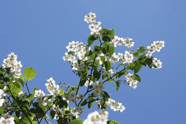 山梅花的養(yǎng)殖方法