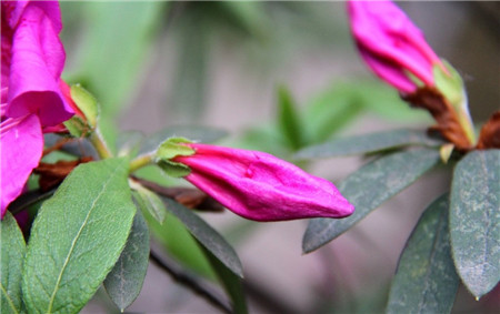 杜鵑花花蕾枯萎是因?yàn)榘l(fā)新芽