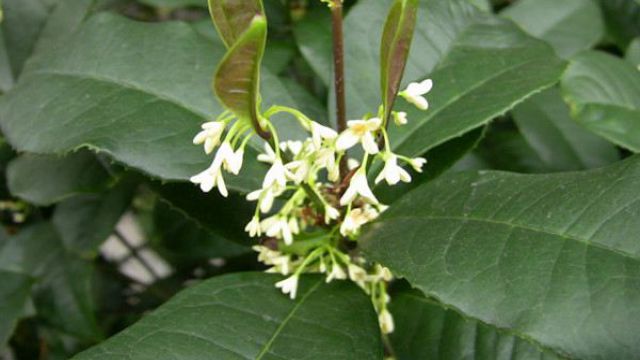 四季桂不開(kāi)花怎么辦