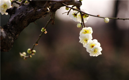 夏季梅花落葉——盆土過(guò)濕